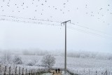 Starlings over Frosted Vineyard