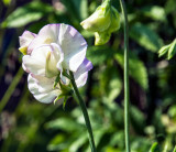 Sweet pea in the garden