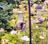 Birds in the garden