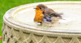 Robin thinking of having a bath.