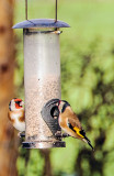 Goldfinches in the garden