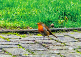 Robin in the garden