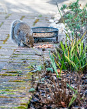 Squirel having some lunch in the garden.