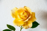 Yellow scented rose from the garden
