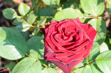 Scented red rose