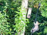 Squirel climbing the pole to steal the food I put out for the Goldfinches.