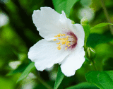 Clematis flower in the garden