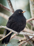 Koltrast (Turdus merula)