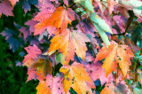 Fall Leaves 4.jpg