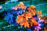 Fall Leaves 5.jpg