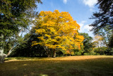 Fall Tree 1.jpg