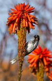 New Holland Honey Eater