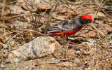 Crimson Chat