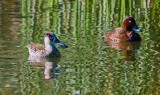 Pink Eared and White Eyed (Hard Head) Ducks