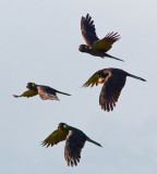 Yellow Tailed Black Cockatoos