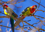 Eastern Rosellas