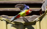 Eastern Rosella