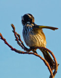 New Holland Honey Eater