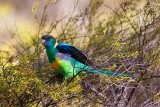 Yellow Ringnecked Parrot