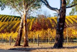 Autumn Vines Adelaide Hills