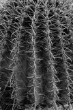Serpents and Spears