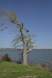 Tree with bird Grapevine Tx