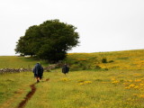 Wet pilgrims climbing to the Plateau dAubrac