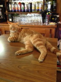 Titou guarding the bar in Nasbinals