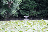 041_Kyoto_F66F5039.JPG