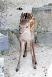 101_Hiroshima_F66F5927.JPG