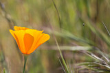 California Poppy (Eschscholzia californica) and insect
