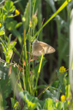 Common Ringlet butterfly (Coenonympha tullia)