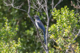 Western Scrub-Jay