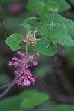 Flowering Currant (Ribes sanguineum)