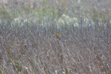 Common Yellowthroat