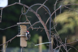 Nuttall's Woodpecker (before the birdathon started)