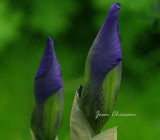 Iris pseudacorus / iris des marais
