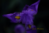 Iris pseudacorus 