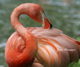 Grand Flamant / Pink Flamingo ( Zoo Granby)