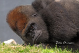 Gorille des Plaines Pois 200 kg / Plain Gorilla ( Zoo Granby)