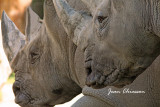 Rhinocéros Blanc /  White Rhinoceros _ Masse 1 400 à 3 600 kg [ 3 tonnes ) Zoo Granby