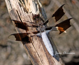  Plathemis Libellule / dragonfly