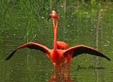 Grand Flamant / Pink Flamingo ( Zoo Granby)