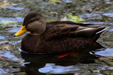 Canard Noir ( American Black Duck)