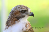 Buse a queue rouse/ Red - tailed Hawk