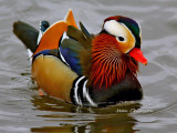 Canard Mandarin / Mandarin Duck