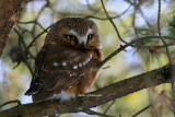 Petite Nyctale - 18 - 22 cm / Northern saw-whet owl