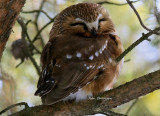Petite Nyctale - 18 - 22 cm / Northern saw-whet owl
