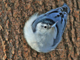   Sittelle a poitrine Blanche ( White-breaste