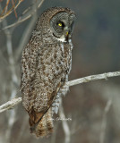 Chouette Lapone - Great Grey Owl - The most beautiful eyes among birds of prey